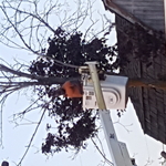 Tree Servicing