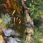 Koi Ponds