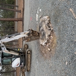 Stump removal before