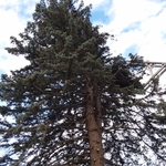 Pine tree
