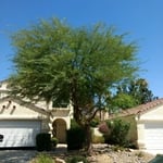 Mesquite tree