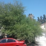 Mesquite tree