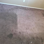 Apartment Carpet