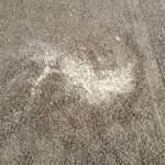 Carpet Stain