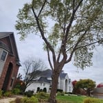 Tree removal