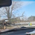 Tree removal