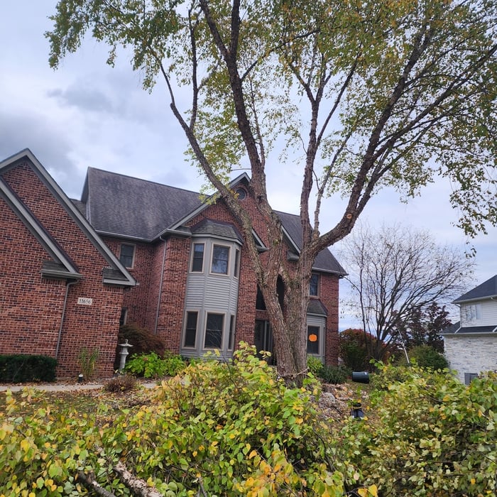 Tree removal