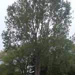 Large cottonwood to be removed