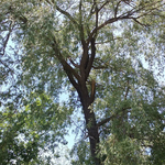 Crooked Willow before any work has started
