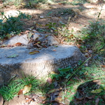 Stump Grinding