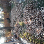 Yard cleanup