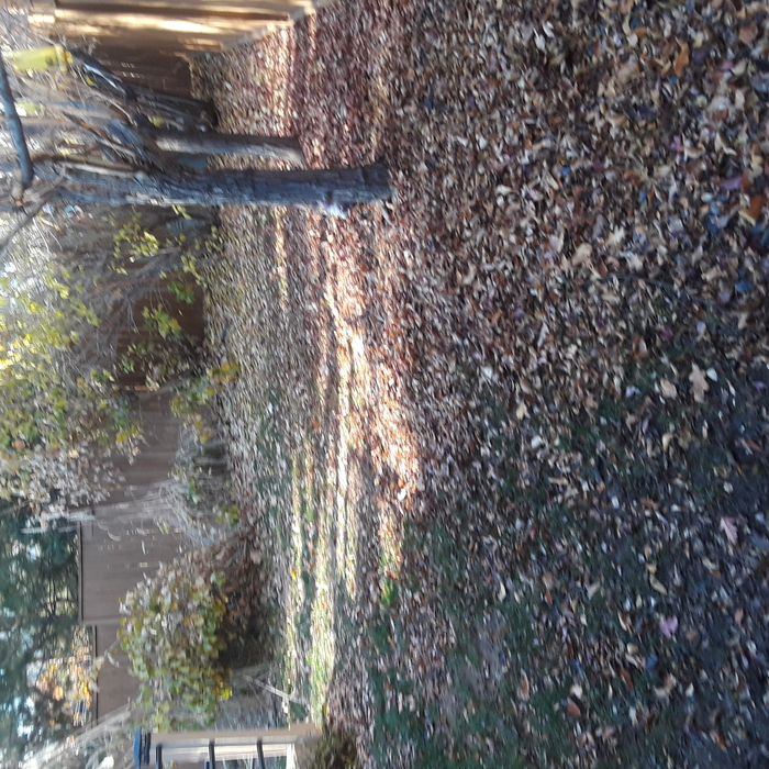 Yard cleanup