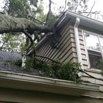 Tree Removal