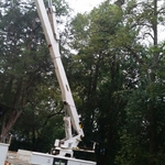 Tree Removal