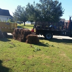 Tree Removal