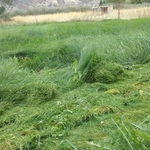 Before photo for lawn mowing