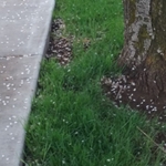 Clients yard before mow.