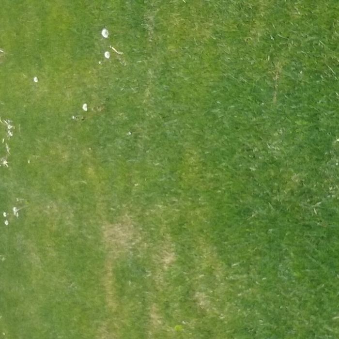Yard before mowing.
