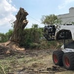 Tree removal