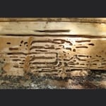 Carpenter Ant Damage