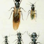 Carpenter Ants