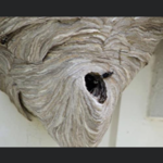 Hornet Nest