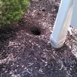 Rat Burrow