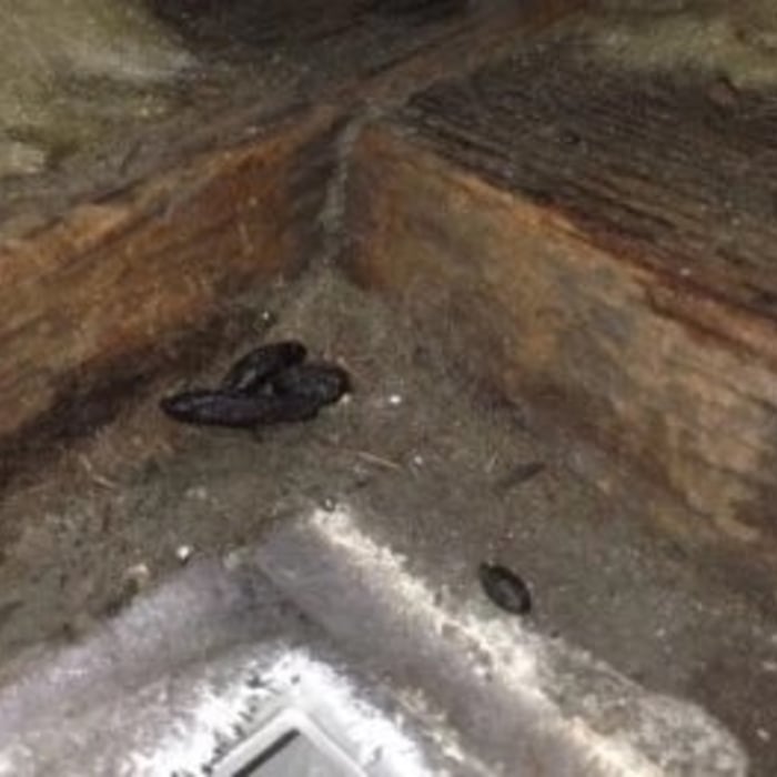 Rat Droppings