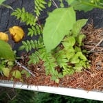 Gutter cleaning