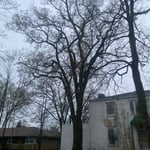 Highland Park Removal