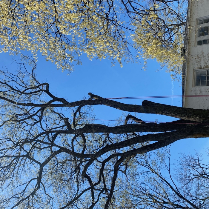Highland Park Removal