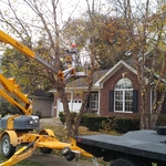 tree trimming