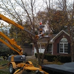 tree trimming