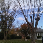 tree work