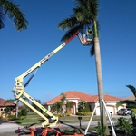Planting Large Royal Palm by Crane