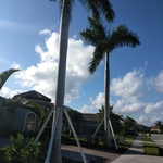 Final Touch Royal Palm Trees Planting