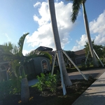 After Planting Large Royal Palms