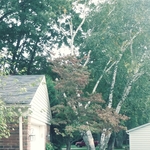 trees