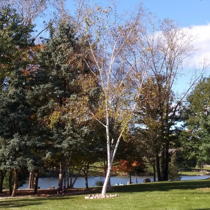 trees