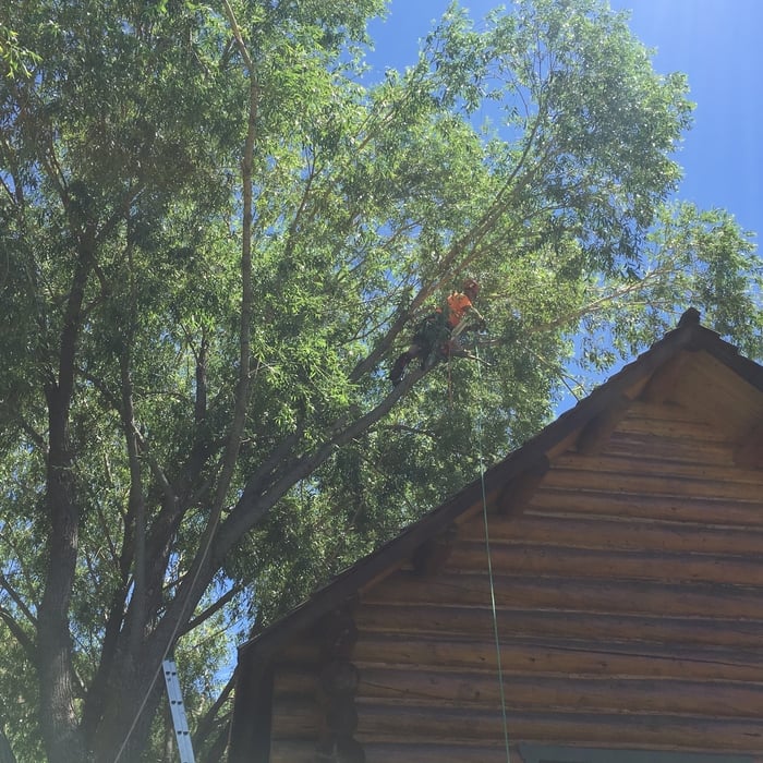 Afton branch removal