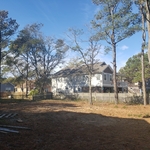 Backyard pine removal after
