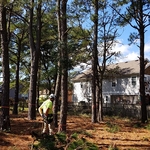 Backyard pine removal