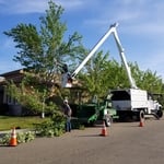 Complete tree removal residential
