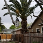 Date palm trim residential