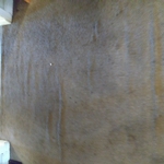 Before carpet cleaning