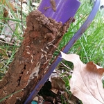 Termite