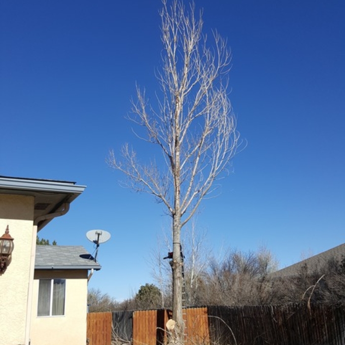 Tree Removal Trimming