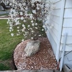 Rock around the Magnolia