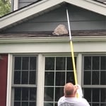Hornets nest removal
