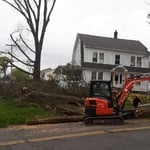 Trimming trees